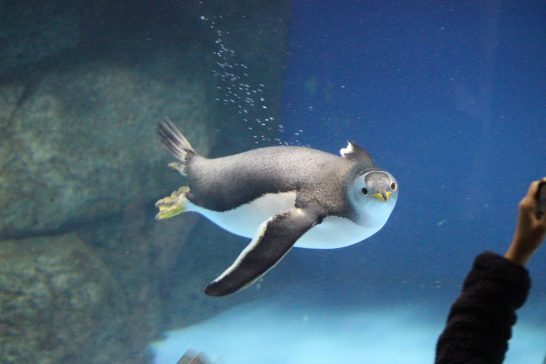 横浜・八景島シーパラダイス｜7種のペンギンと出会える水族館
