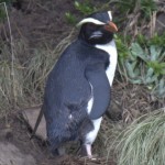 フィヨルドランドペンギンの大人の写真