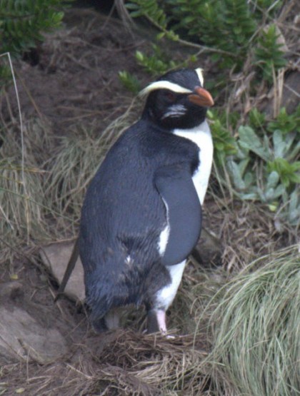 フィヨルドランドペンギンの大人の写真