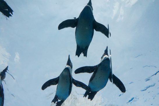 水に浮かぶケープペンギン