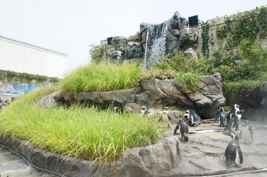 サンシャイン水族館の草原のペンギン