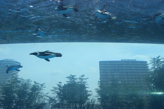 サンシャイン水族館の空飛ぶペンギン