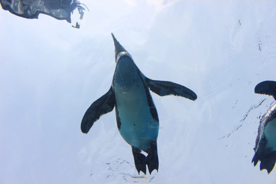 水面に浮かぶケープペンギン