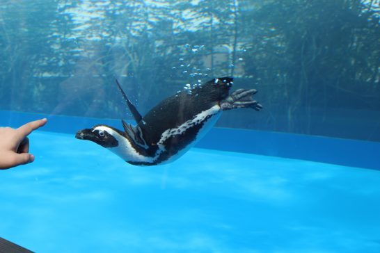 人に近寄ってくるペンギン