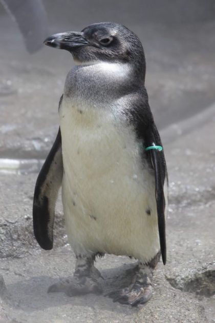 ケープペンギンのヒナ「ポッカ」