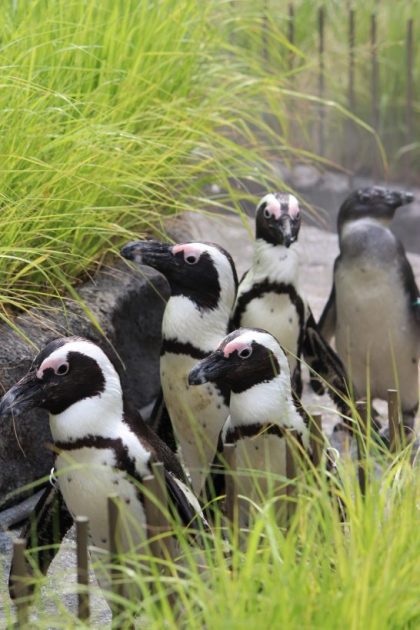 密集して歩くケープペンギン