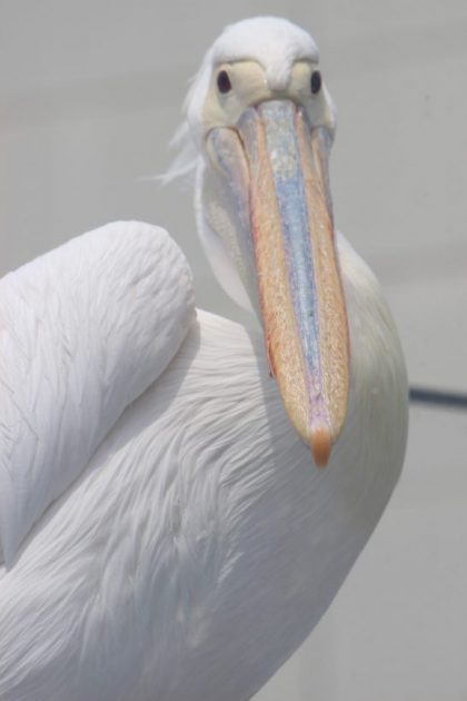 ペリカンの正面顔