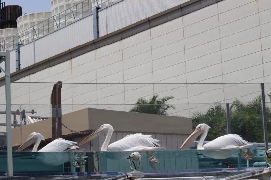 サンシャイン水族館のモモイロペリカン