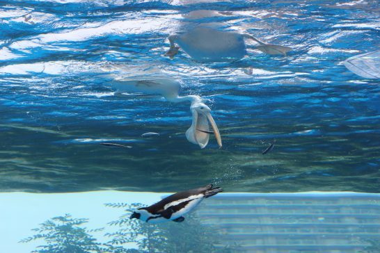 ペリカンとペンギンのエサ取り合戦