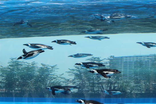 ケープペンギンへの餌やり
