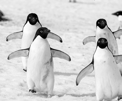 南極のアデリーペンギンの画像