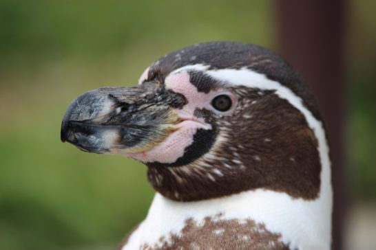 フンボルトペンギンの顔のアップ写真(撮影:埼玉こども動物自然公園)