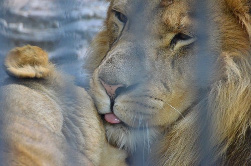 野毛山動物園のインドライオン(ラージャー:オス)の写真