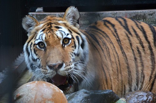野毛山動物園のアムールトラ「メイメイ」の写真