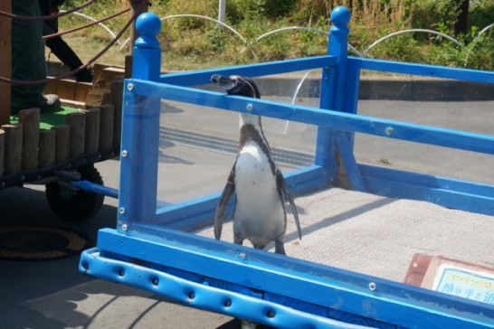 ドナドナ状態の「フンボルトペンギン」
