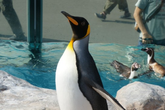 東武動物公園のキングペンギン