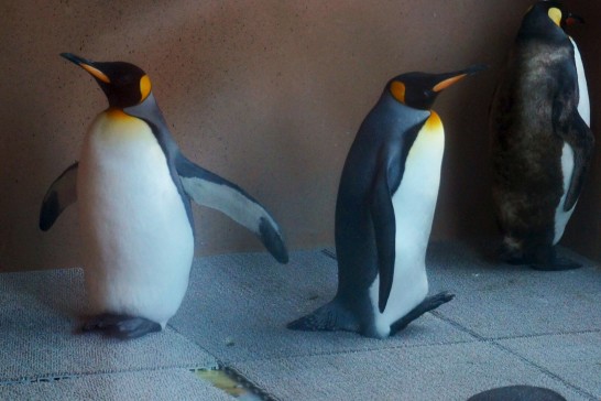 ペンギン舎の冷房室にいるキングペンギン