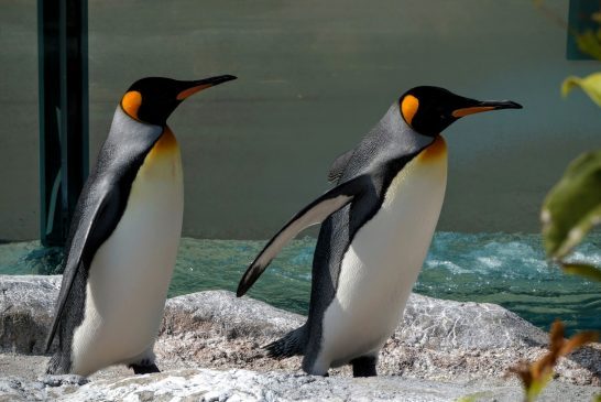 毛並みの美しいキングペンギン