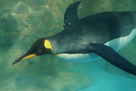 プールを回遊するキングペンギン