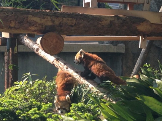 野毛山動物園のレッサーパンダ