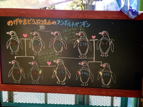 野毛山動物園に住んでいる10羽フンボルトペンギンの相関図