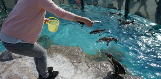 ペンギンの餌やり体験