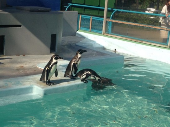 野毛山動物園のフンボルトペンギンの写真