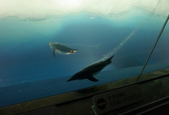 気泡をなびかせながら泳ぐジェンツーペンギン。