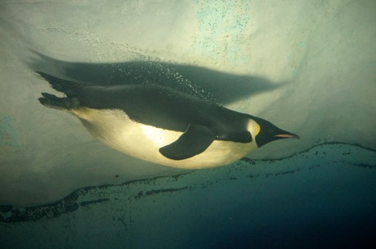 水中を泳ぐ名古屋港水族館の皇帝ペンギン