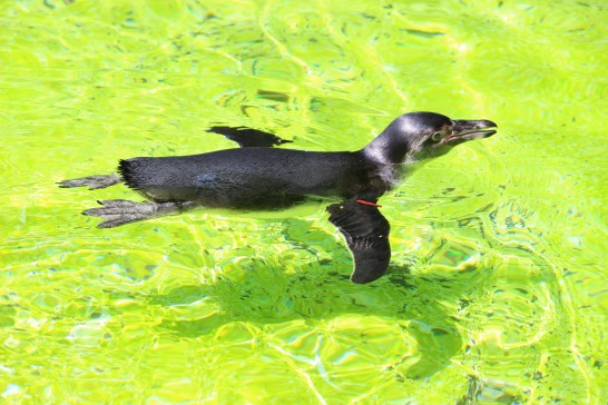 プールの中を自在に泳ぎまわるフンボルトペンギン
