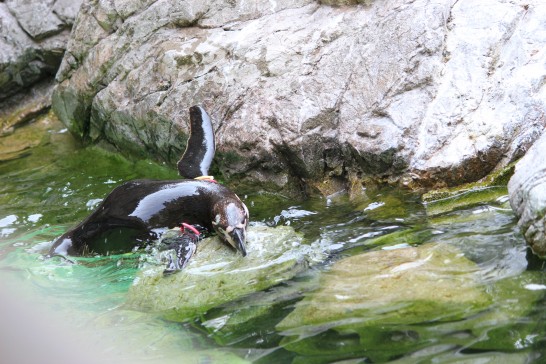 プールから上がろうと必死なフンボルトペンギン