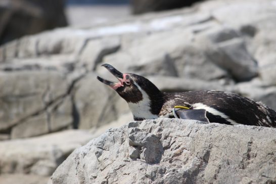 大口を開けるフンボルトペンギン