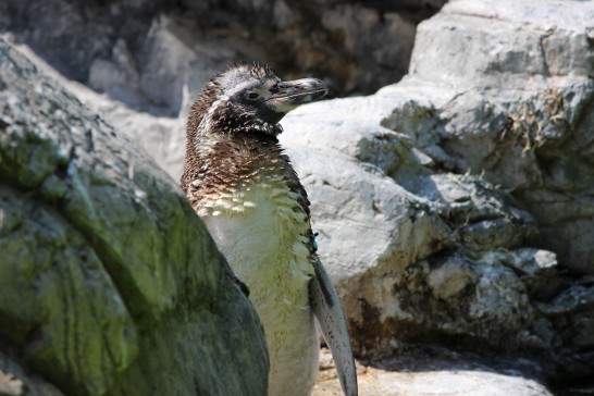 換羽中のフンボルトペンギン