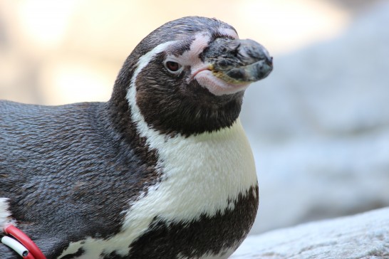 岩の上でくつろいでいるペンギン