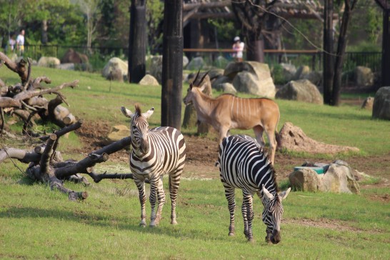 「アフリカのサバンナ」で暮らすシマウマ&エランド