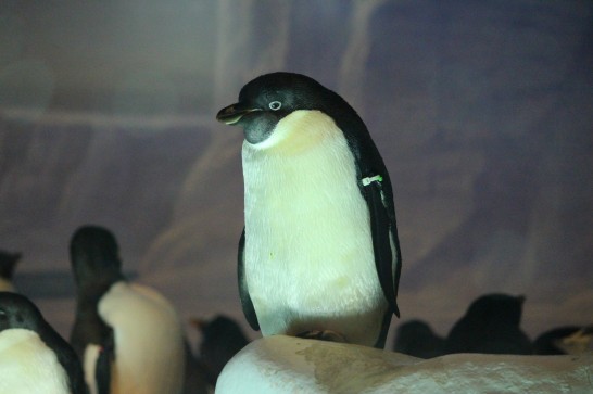 名古屋港水族館のアデリーペンギン。岩場でちょっとひと休み。
