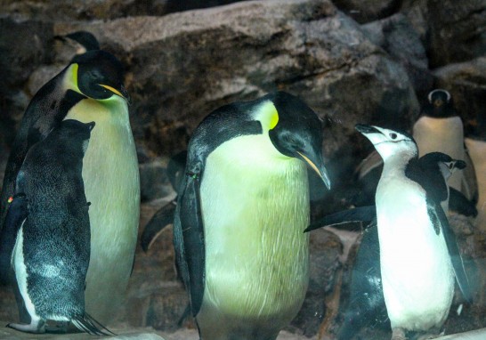 名古屋港水族館の皇帝ペンギン。ヒゲペンギンと井戸端会議。