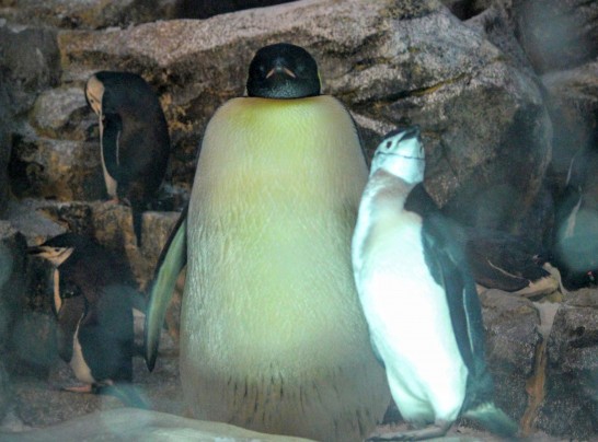 名古屋港水族館の皇帝ペンギン。体の割に顔が小さい。
