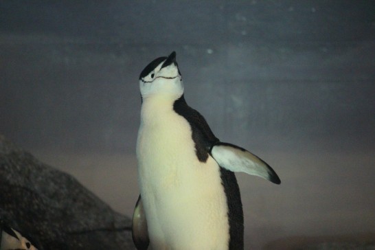 名古屋港水族館のヒゲペンギン