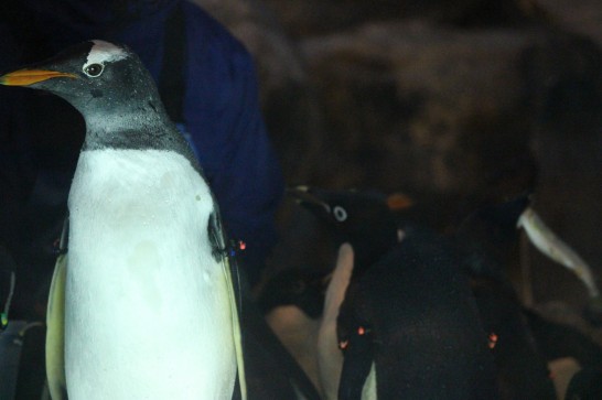 横顔が美しい名古屋港水族館のジェンツーペンギン