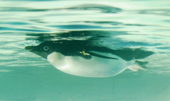 気持ちよさそうに泳ぐ名古屋港水族館のアデリーペンギン