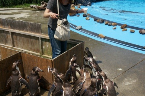 ペンギンヒルズの餌やり体験
