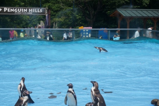 イルカ跳びを披露するフンボルトペンギン