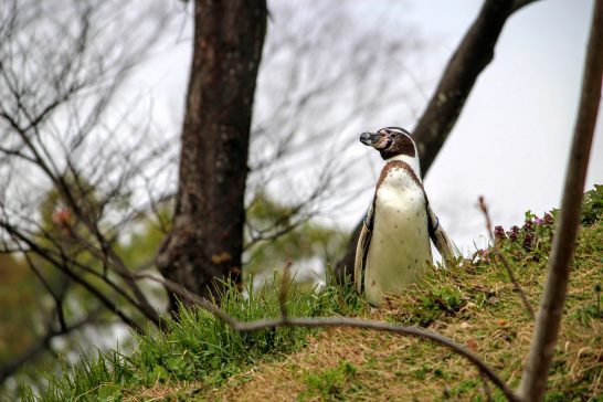ペンギンヒルズの丘の上から降りてくるペンギン