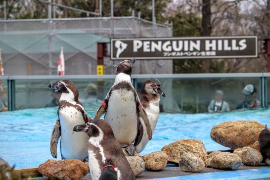 プールサイドに佇むフンボルトペンギン