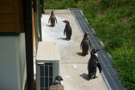 ペンギンヒルズの入り口付近で列をなすフンボルトペンギン