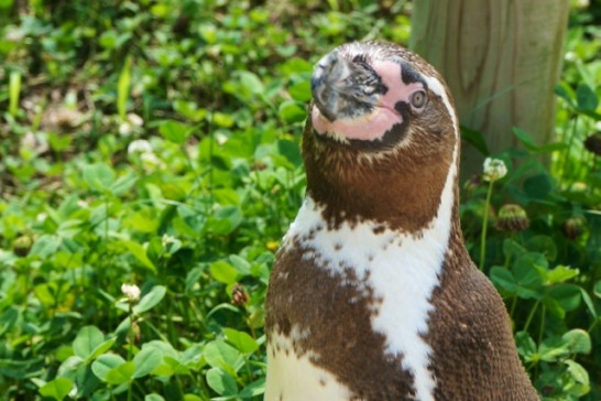 ペンギンと目があった貴重な瞬間