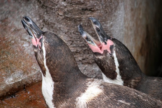 暑そうなフンボルトペンギン