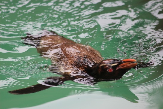 プール内を遊泳するイワトビペンギン
