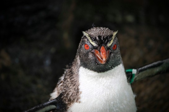 キリッとした表情が素敵なイワトビペンギン